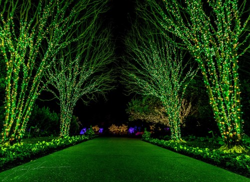 A pathway lined with trees adorned in vibrant green lights, creating a magical, illuminated atmosphere at night.