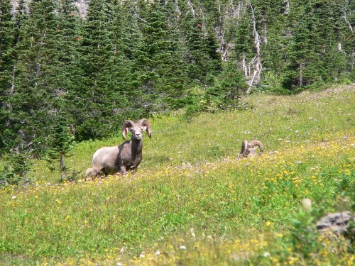 Two bighorn sheep stand in a vibrant meadow filled with wildflowers, surrounded by lush green trees.