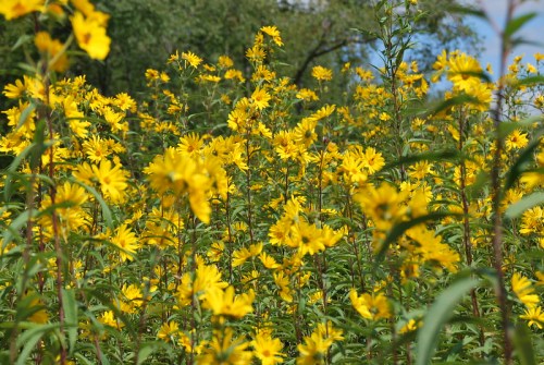 A vibrant field of yellow flowers swaying gently in the breeze, surrounded by green foliage and a clear blue sky.