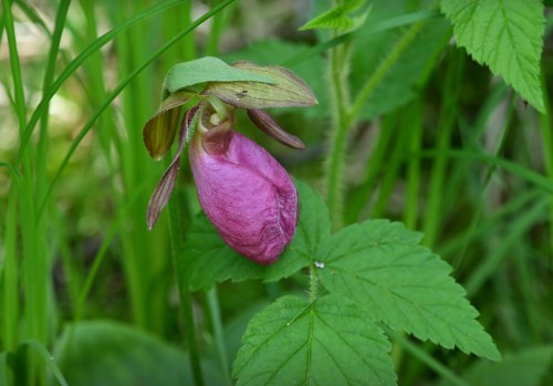 A close-up of a pink lady's slipper orchid surrounded by green leaves and grass.