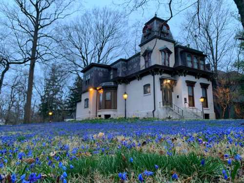 A charming house surrounded by a field of blue flowers, with trees and soft evening light in the background.