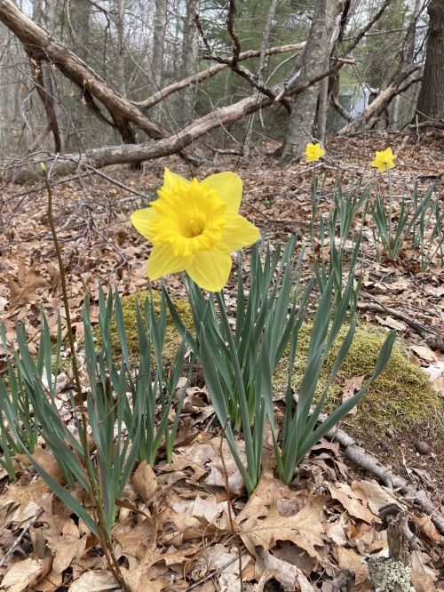 A bright yellow daffodil blooms among green leaves and brown fallen leaves in a wooded area.