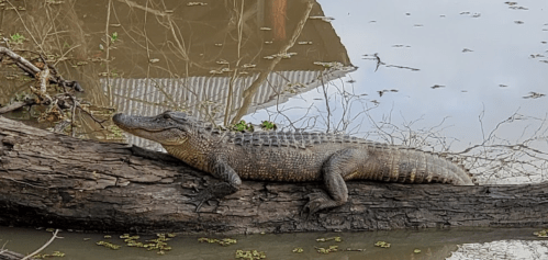 An alligator resting on a log in a calm, muddy water setting with reflections and vegetation around.
