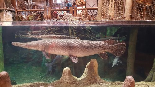 A large fish swims in a tank, surrounded by aquatic plants and rocks, with a glimpse of another fish in the background.