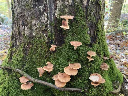 Mushrooms growing on a moss-covered tree trunk in a forest, surrounded by fallen leaves and greenery.