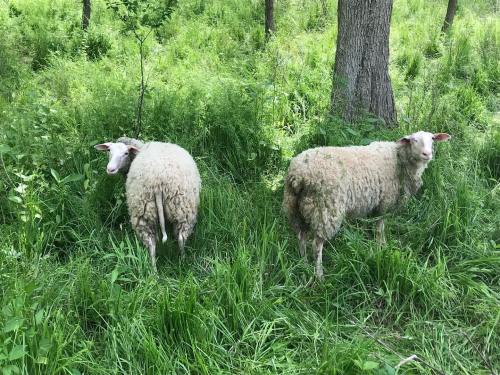 Two sheep standing in a grassy area, surrounded by greenery and trees.