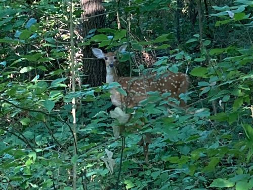 A spotted fawn stands among lush green foliage in a wooded area.