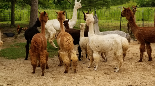A group of llamas of various colors standing together in a grassy area, with trees in the background.