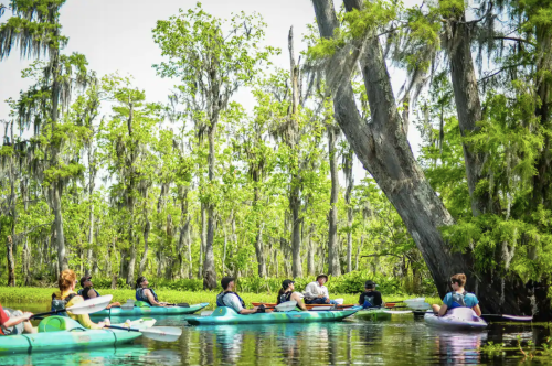 A group of people kayaking through a lush, green swamp with tall trees and Spanish moss hanging above.