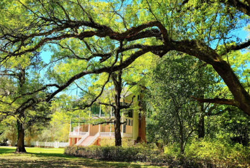 A large house surrounded by lush greenery and trees, with sprawling branches and a clear blue sky above.