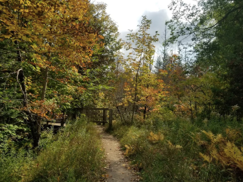 A winding path through a forest with autumn foliage and a wooden bridge in the background.