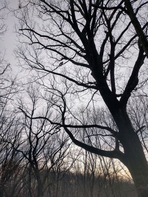 Silhouetted bare trees against a twilight sky, with a bird perched on a branch.