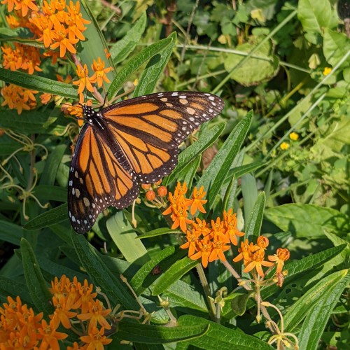 A vibrant monarch butterfly perched on bright orange flowers amidst lush green foliage.