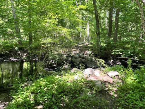 A serene forest scene with lush green trees, rocks, and a small stream flowing through the underbrush.