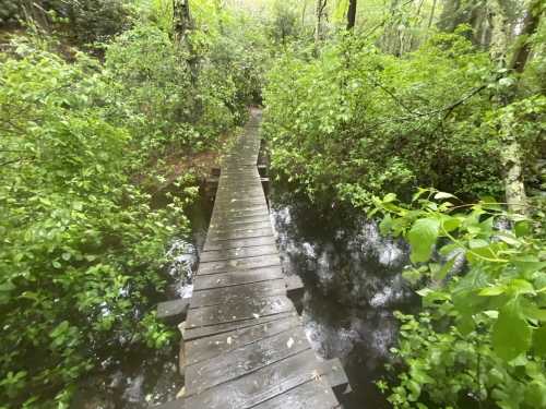 A wooden bridge over a small, reflective pond surrounded by lush green foliage in a forested area.