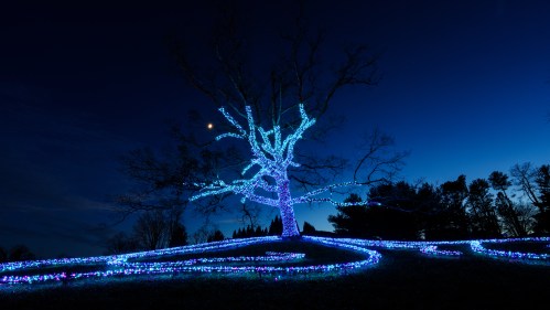 A tree adorned with blue lights against a twilight sky, with a crescent moon visible in the background.
