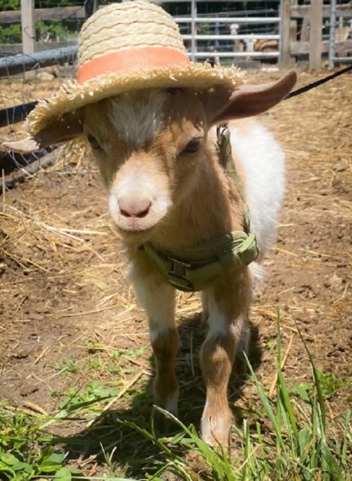 A cute goat wearing a straw hat stands in a grassy area with straw around it.