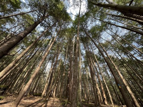 A view looking up at tall trees in a dense forest, with sunlight filtering through the branches and a clear sky above.