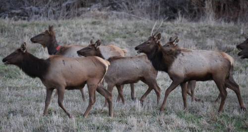 A group of elk walking through a grassy field, with some displaying reddish-brown fur and antler growth.