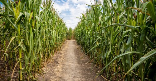 A dirt path winding through tall corn stalks under a partly cloudy sky.