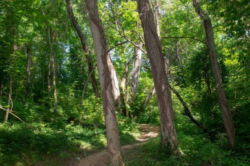 A lush green forest with tall trees and a winding dirt path through dense foliage.