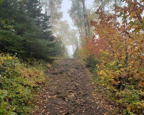 A rocky trail surrounded by trees with autumn foliage, shrouded in fog.