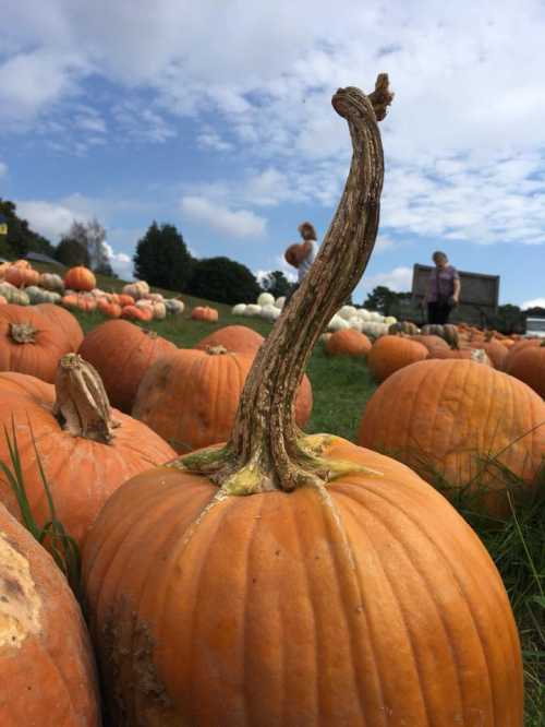 A field of pumpkins with a twisted stem in the foreground and people in the background under a blue sky.