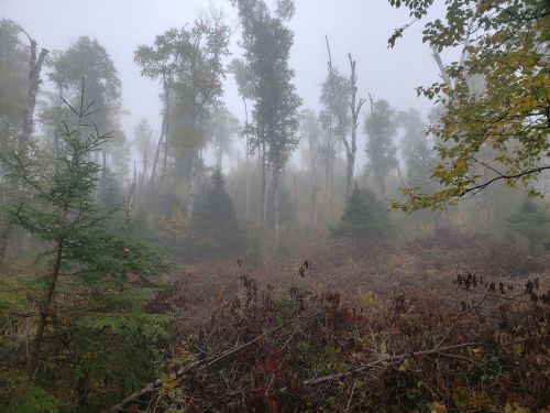 Foggy forest scene with tall trees and dense underbrush, creating a mysterious and tranquil atmosphere.