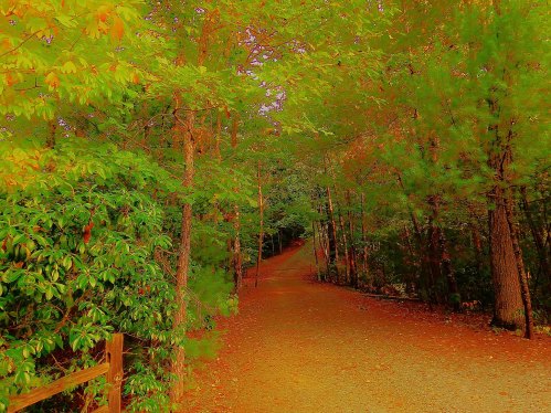 A serene path winding through vibrant autumn foliage, surrounded by lush green trees and a carpet of fallen leaves.