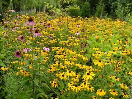 A vibrant field filled with yellow and pink wildflowers under a clear sky, surrounded by lush greenery.