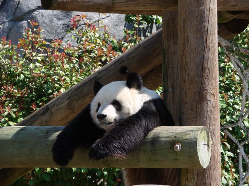 A panda lounging on a wooden beam, surrounded by greenery and rocks in a natural habitat.