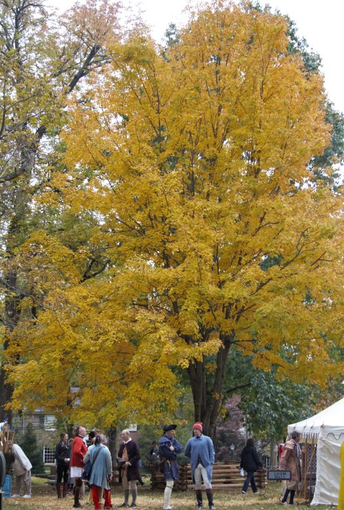 A large yellow-leaved tree stands over a gathering of people in a park, with a tent visible in the background.