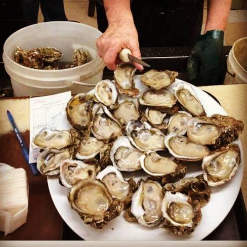 A plate of freshly opened oysters with a hand holding a shucking knife, surrounded by tools and a bucket.