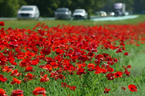 A vibrant field of red poppies alongside a busy road with cars in the background.