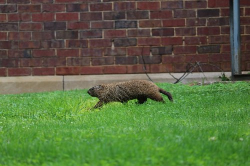 A groundhog running across a grassy area in front of a brick wall.