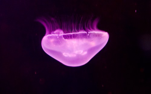 A glowing purple jellyfish floats gracefully in dark water, showcasing its delicate tentacles.