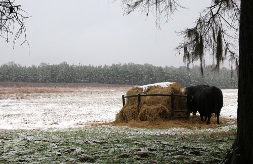 Two cows feeding on hay in a snowy field, with a backdrop of trees and a gray sky.