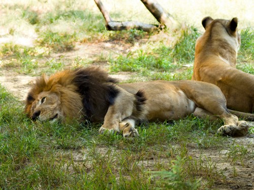 A male lion and a female lion resting on the grass in a natural setting.