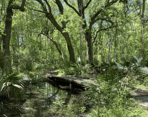 Lush green forest with tall trees, a wooden bridge, and a reflective pond surrounded by palm-like plants.