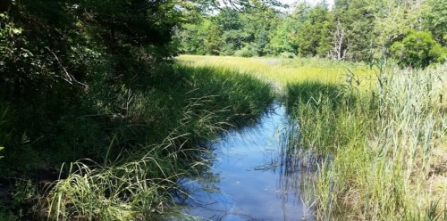 A serene waterway surrounded by tall grasses and lush greenery, reflecting the calmness of nature.