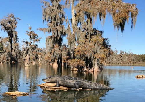 A large alligator sunbasks on a log in a serene swamp, surrounded by cypress trees draped in Spanish moss.