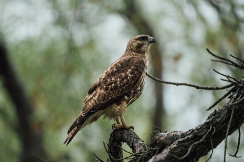 A hawk perched on a branch, surrounded by blurred greenery, with a soft rain falling.