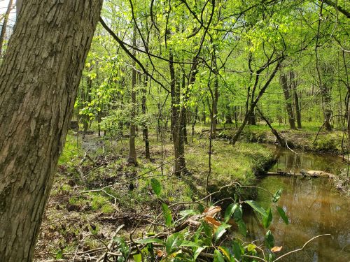 Lush green forest with trees and a small creek flowing through, illuminated by sunlight.