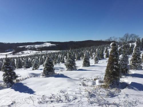 Snow-covered landscape with evergreen trees in a field under a clear blue sky. Rolling hills in the background.