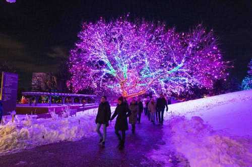 A vibrant, illuminated tree with purple and blue lights, surrounded by snow and people walking along a path at night.