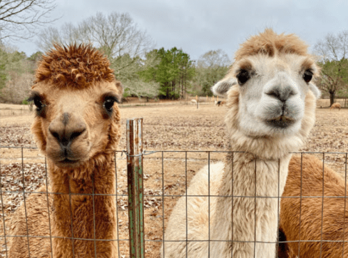 Two friendly llamas with fluffy fur stand by a fence in a grassy field, looking curiously at the camera.