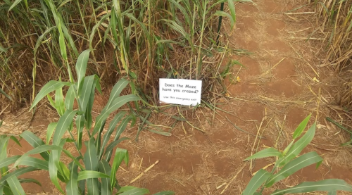A sign in a corn maze reads, "Does the Maze have you confused? Use the emergency exit." Surrounded by tall corn stalks.
