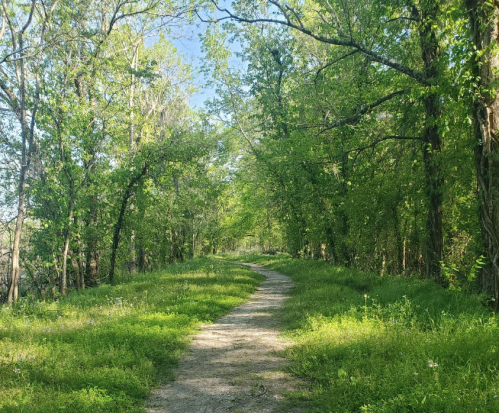 A winding dirt path through a lush, green forest with trees and sunlight filtering through the leaves.