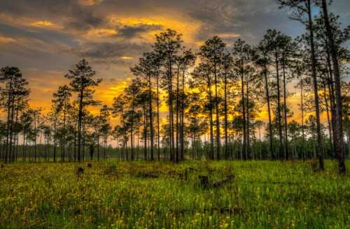 Sunset over a forest with tall pine trees and a field of wildflowers, casting a warm glow in the sky.