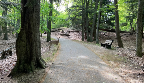 A deer stands on a path in a lush green forest, with a bench nearby and trees lining the trail.